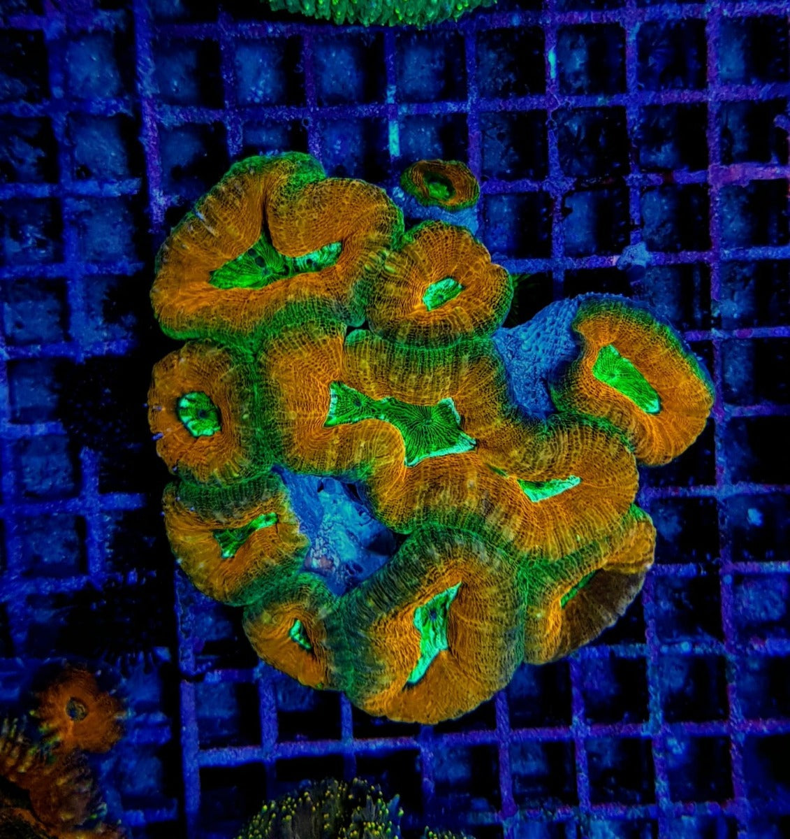 Lobophyllia spp. (Orange-Red) (Premium)