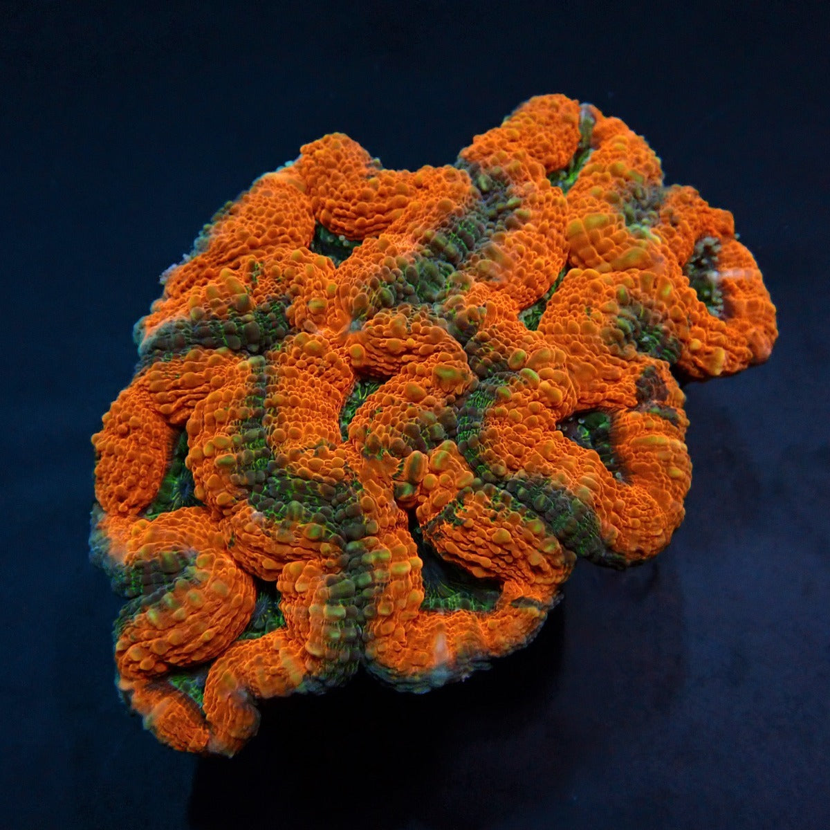 Lobophyllia spp. (Orange-Red - Premium)