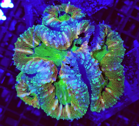 Lobophyllia spp. (Regenboog)