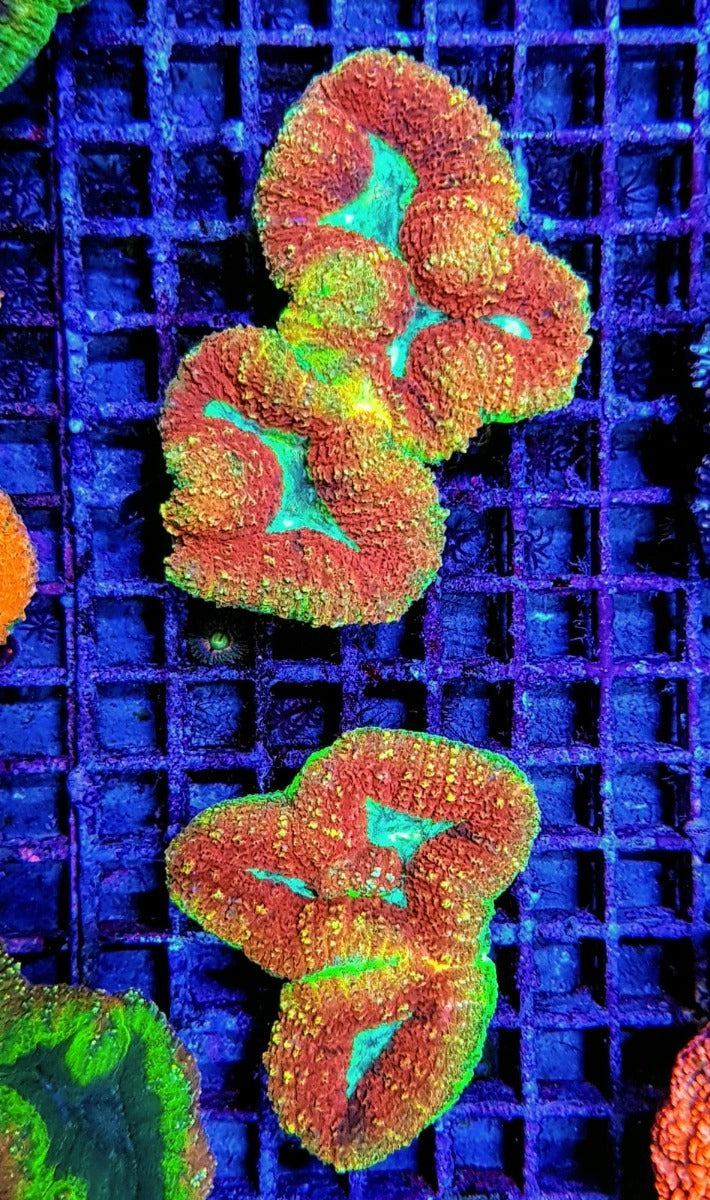 Lobophyllia spp. (Rainbow)