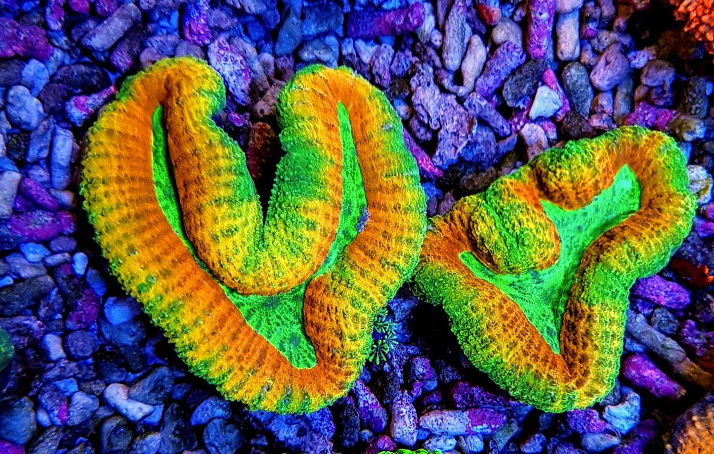 Lobophyllia spp. (Rainbow)