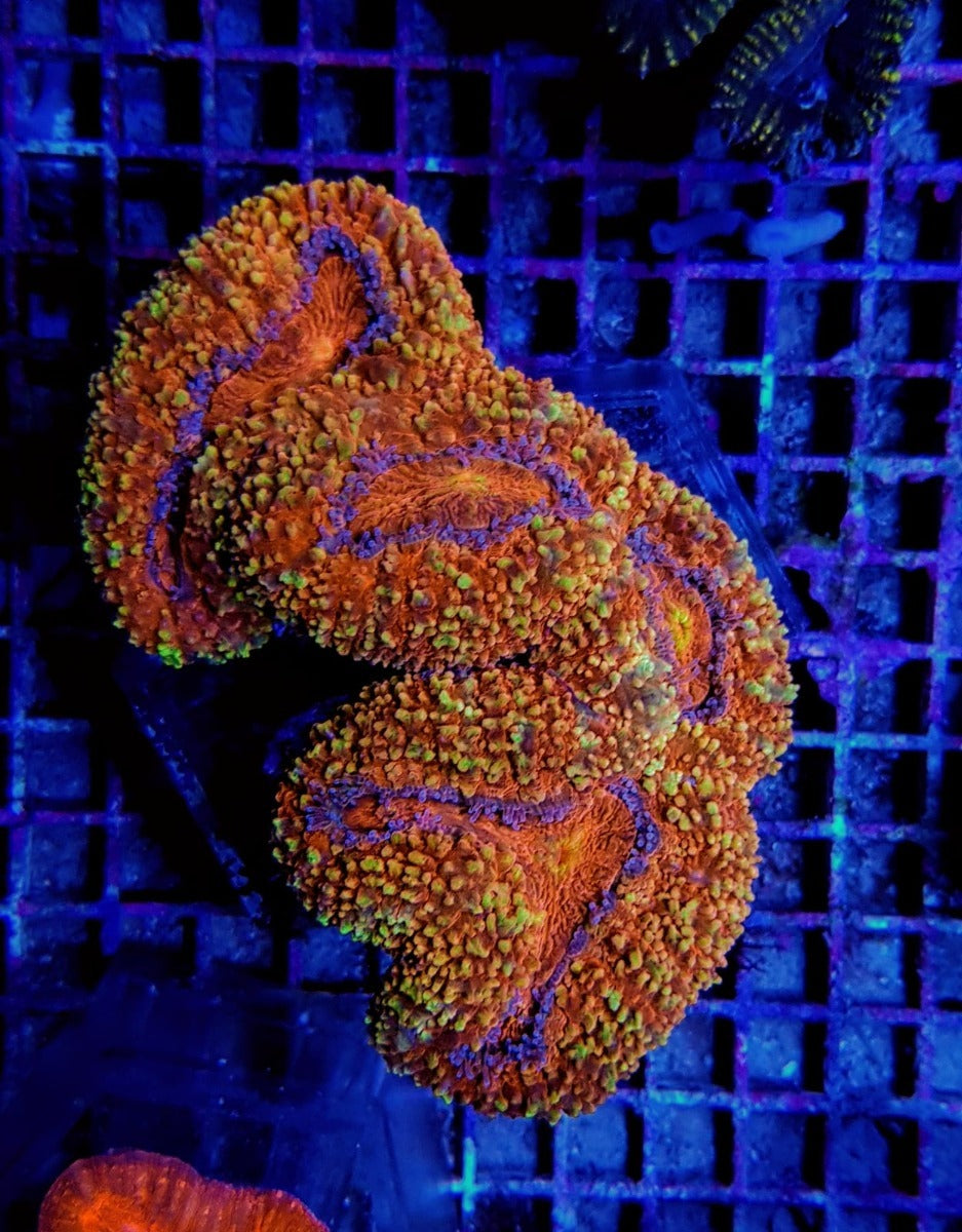Lobophyllia spp. (Rainbow)