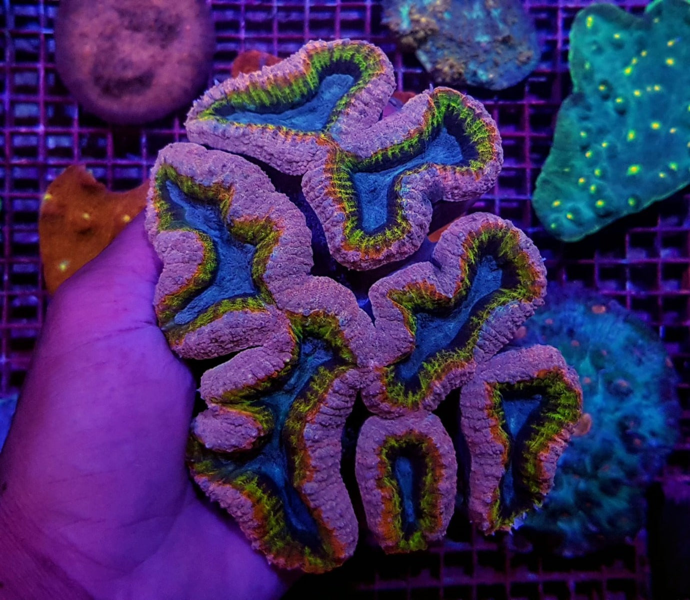 Lobophyllia spp. (Rainbow)