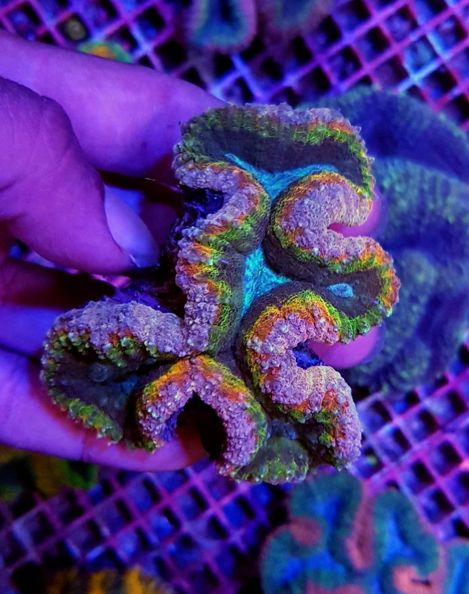 Lobophyllia spp. (Rainbow)