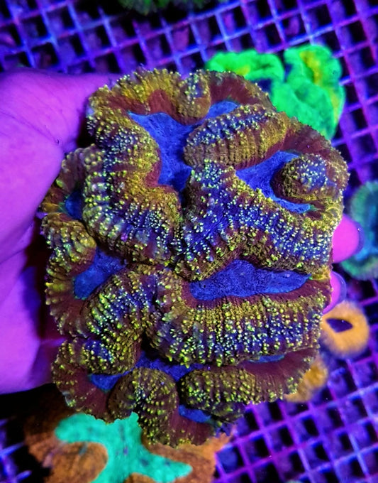 Lobophyllia spp. (Regenboog)