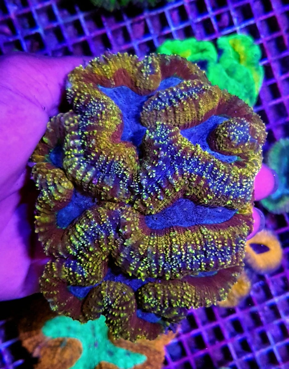 Lobophyllia spp. (Rainbow)
