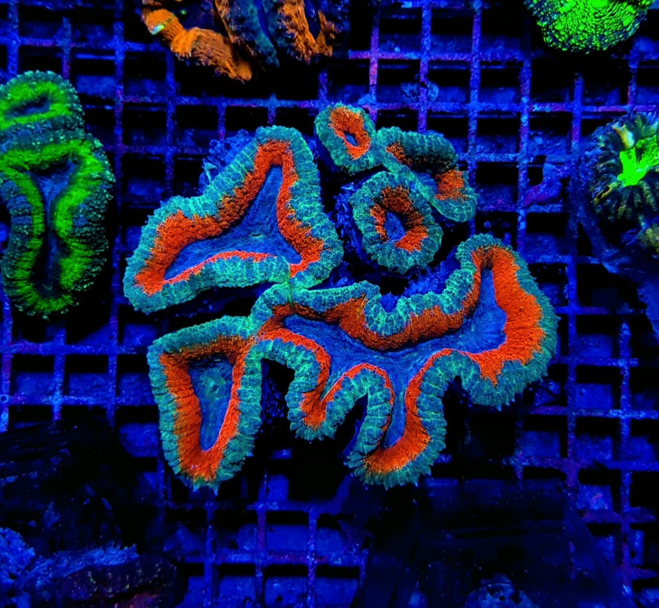 Lobophyllia spp. (Splitcolor - Premium)
