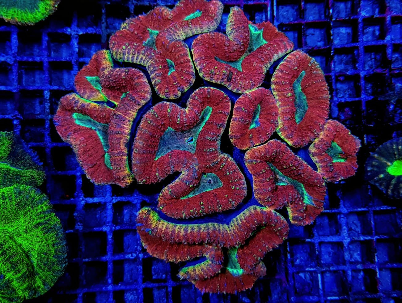 Lobophyllia spp. (Splitcolor - Premium)