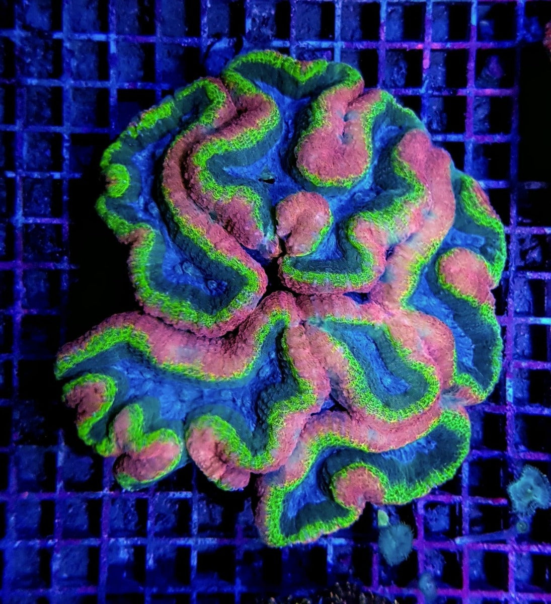 Lobophyllia spp. (Splitcolor - Premium)