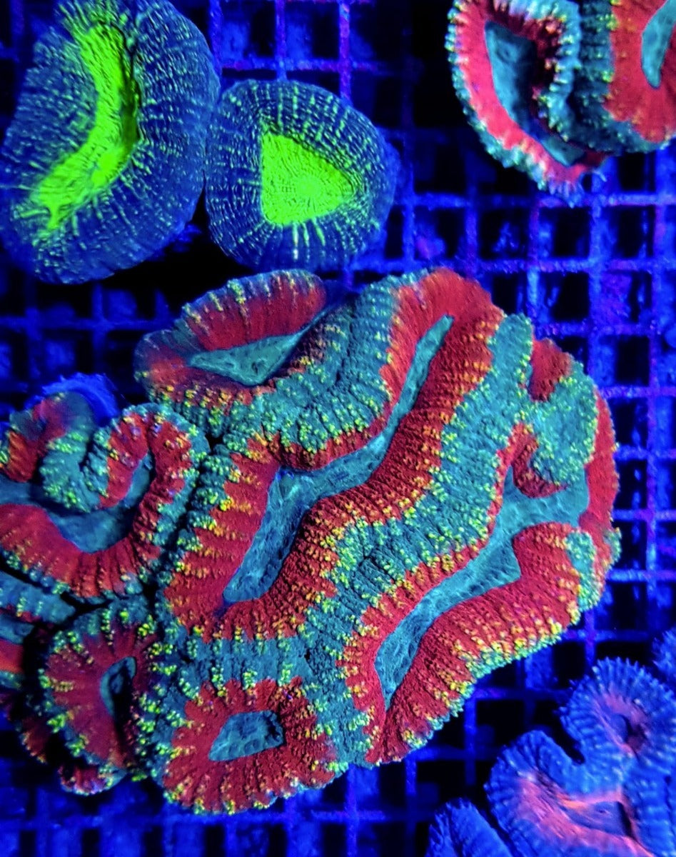 Lobophyllia spp. (Splitcolor - Premium)