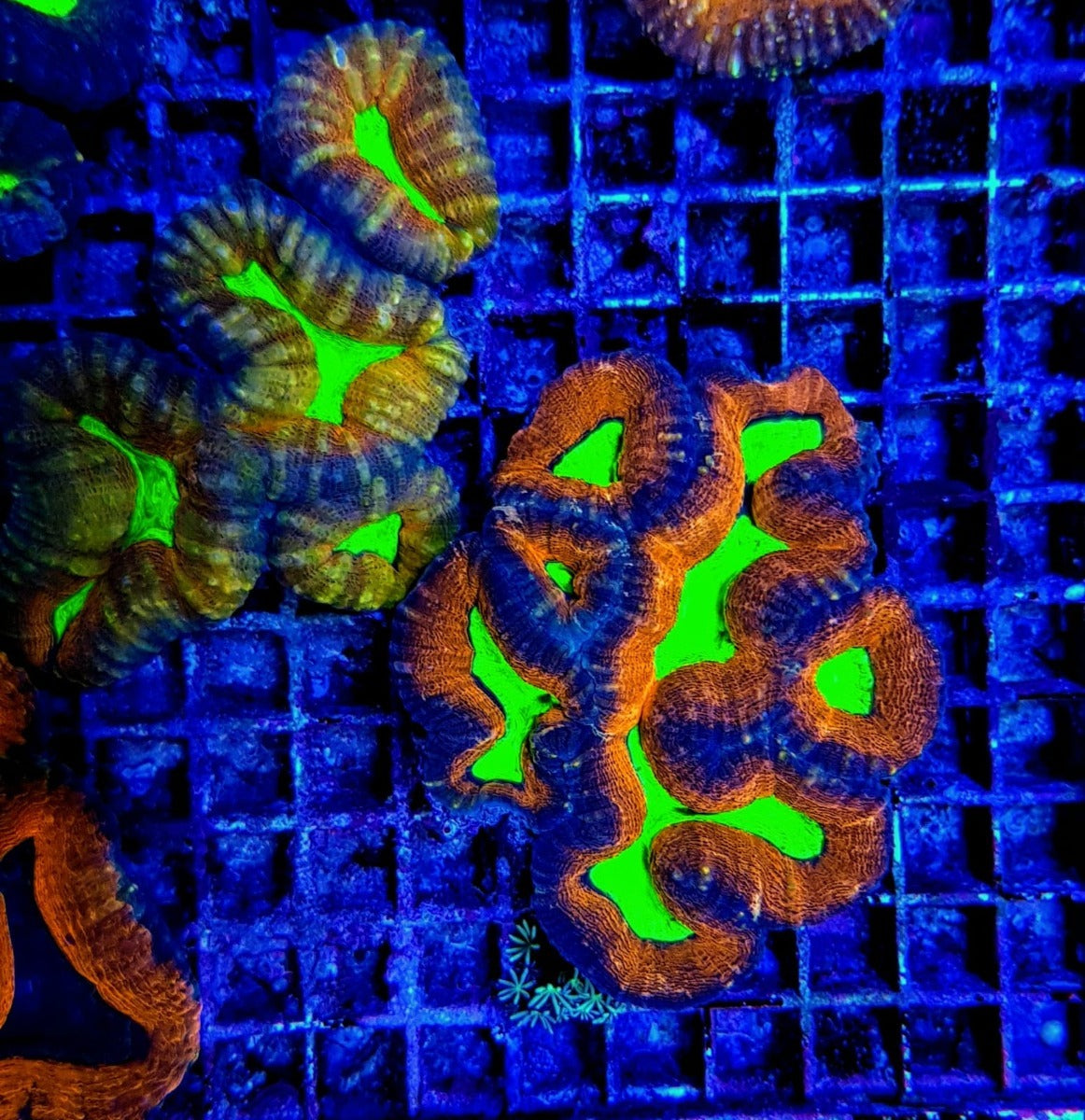 Lobophyllia spp. (Splitcolor) (Premium)