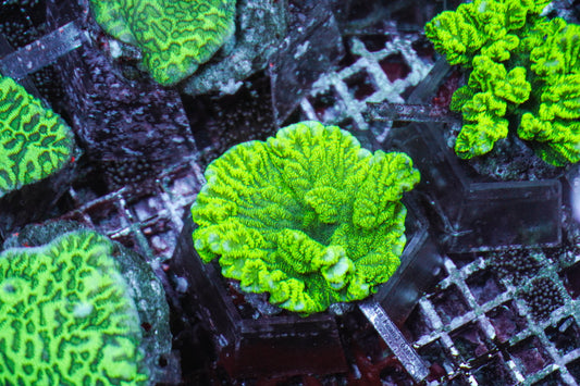 Merulina ampliata (Groen)