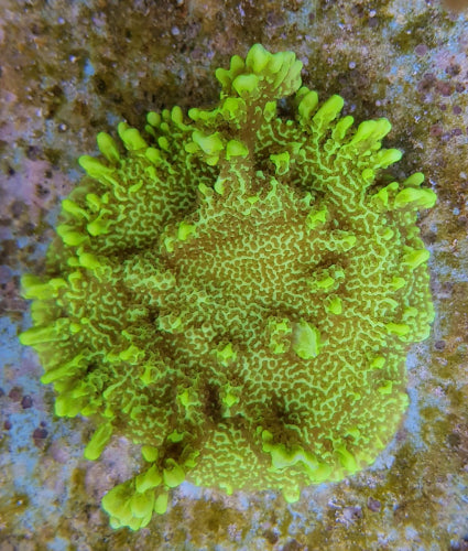 Montipora verward