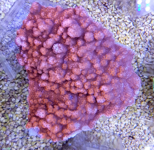 Montipora (Encrusting - Oranje-Rood)