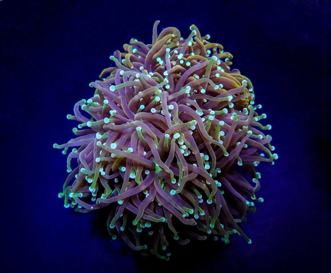 Euphyllia glabrescens (Orange-Yellow)