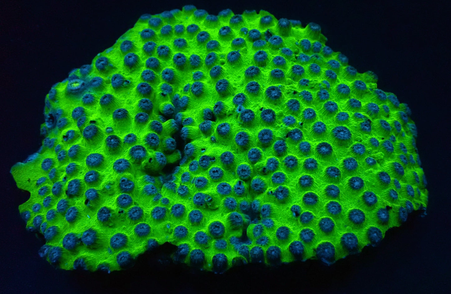 Cyphastrea (Ultra)