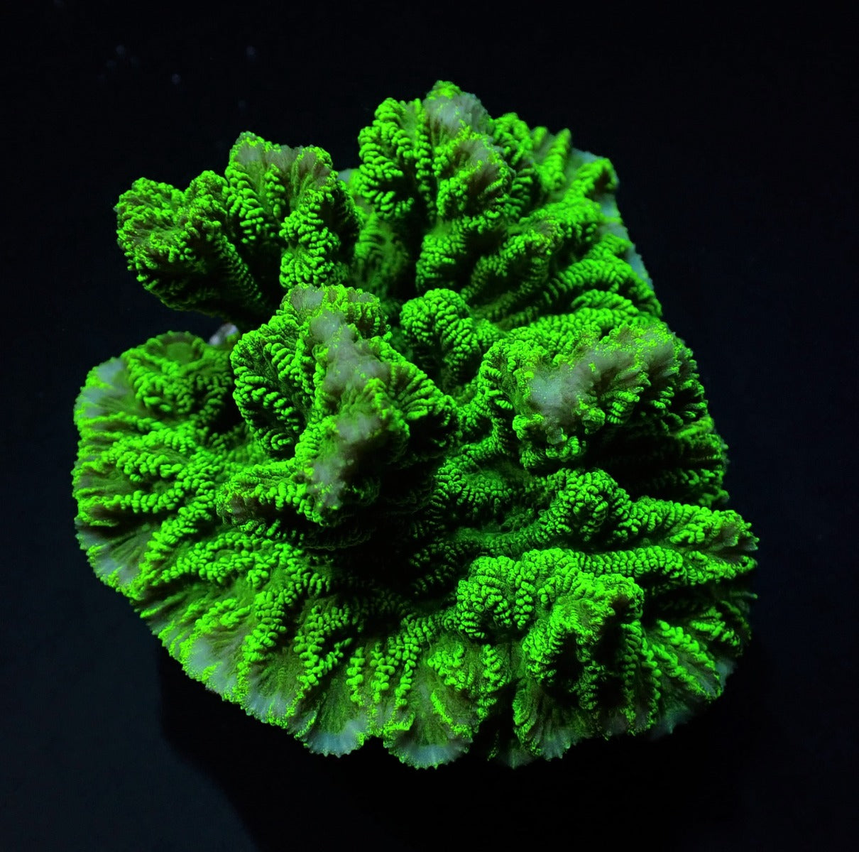 Merulina ampliata (Groen)