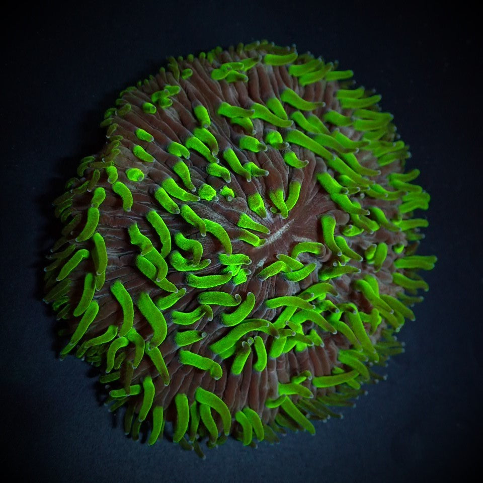 Cycloseris (Green)