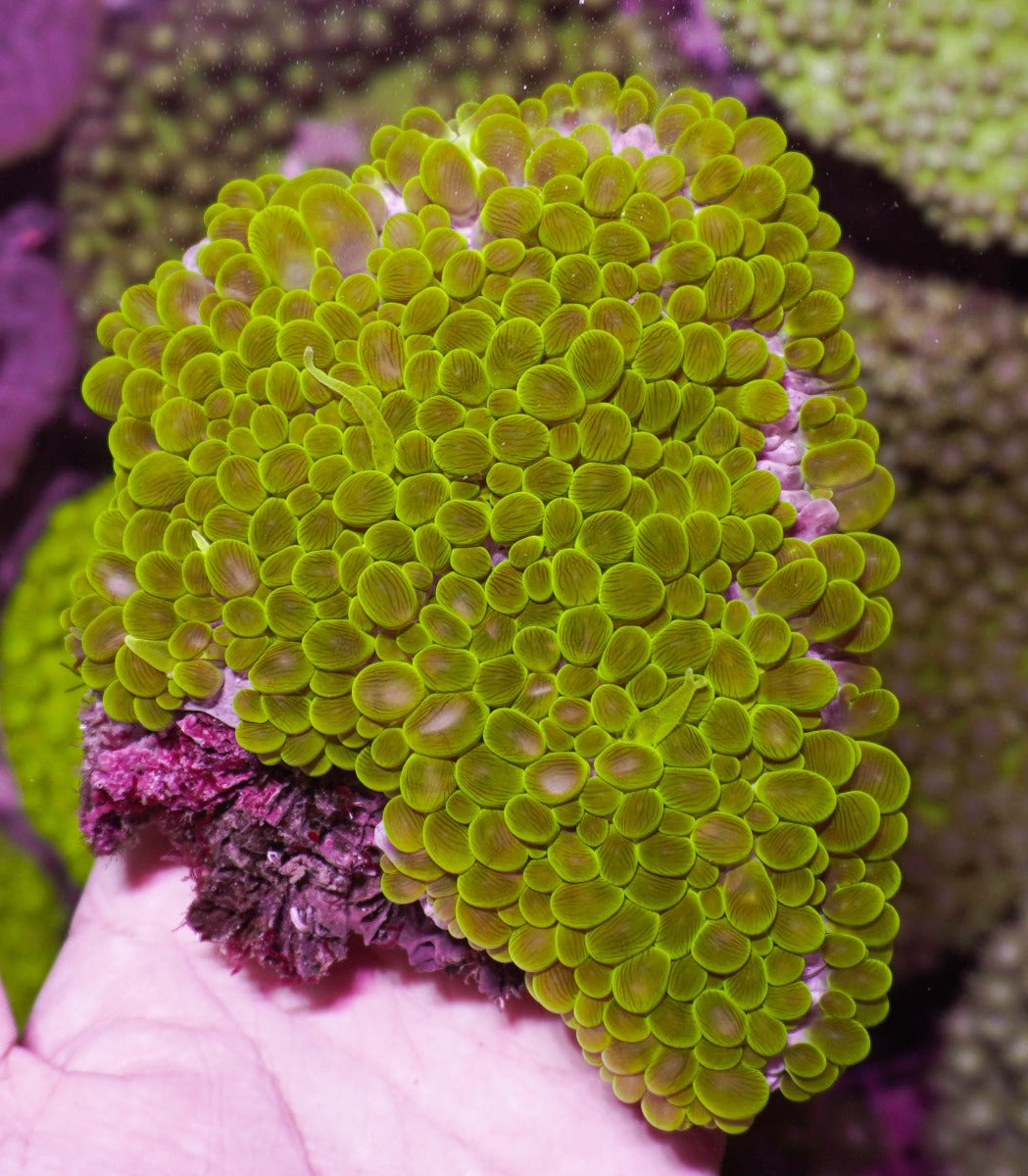 Physogyra lichtensteini (Premium)