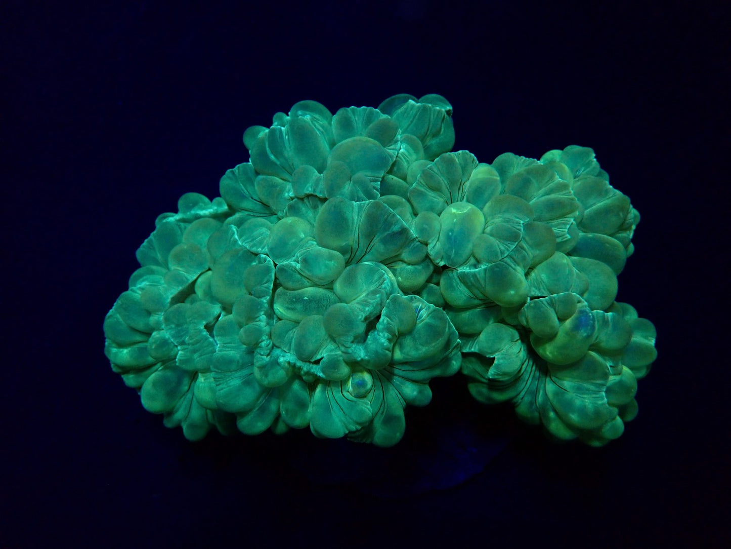 Plerogyra turbida