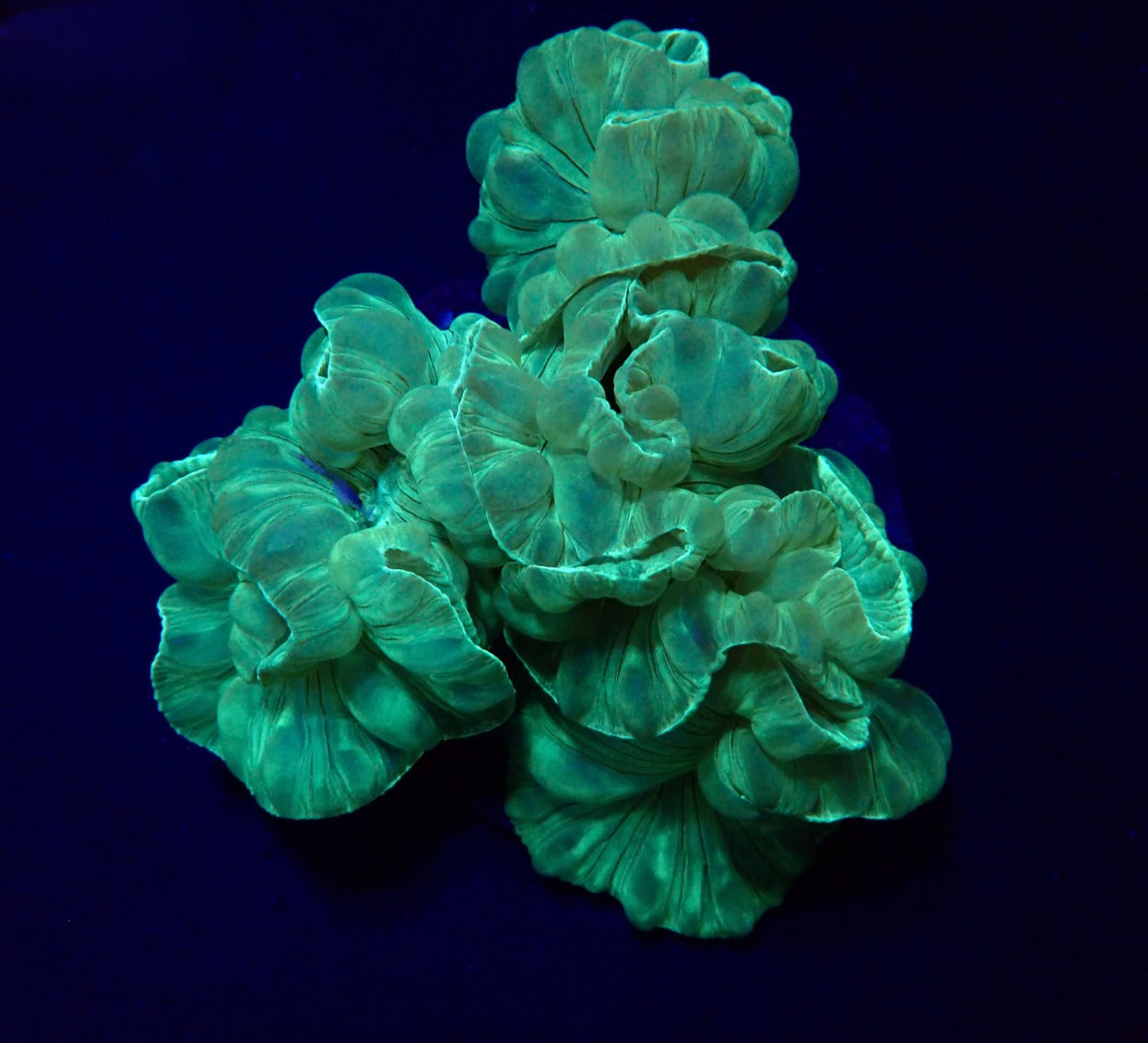 Plerogyra turbida