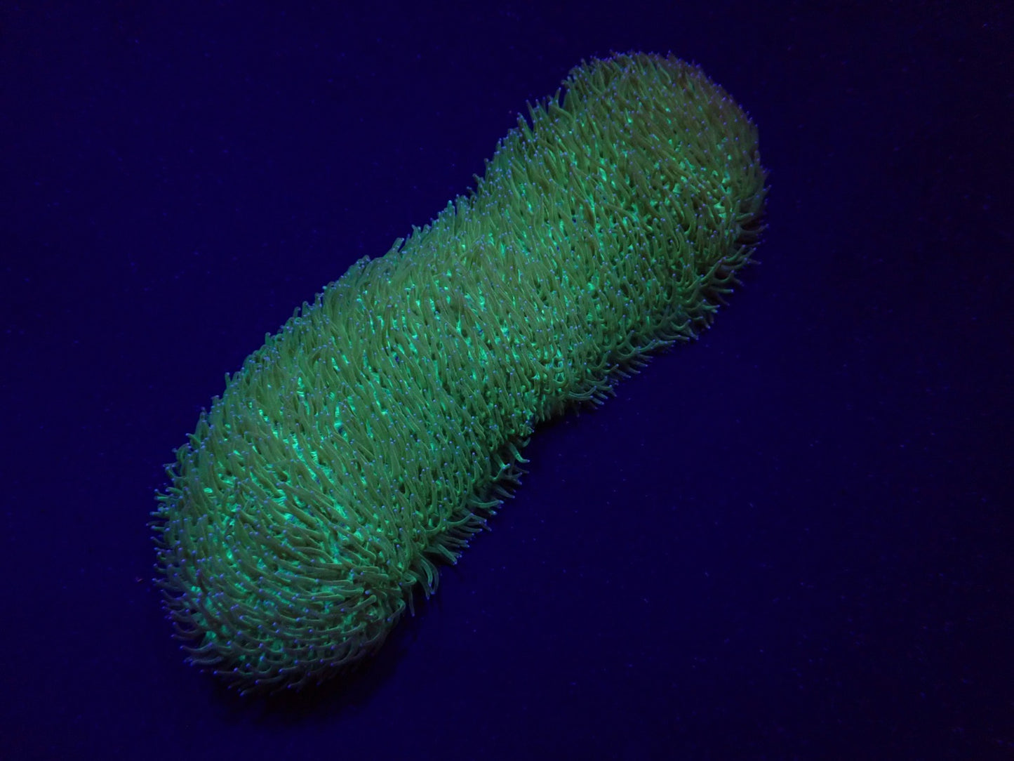 Polyphyllia talpina
