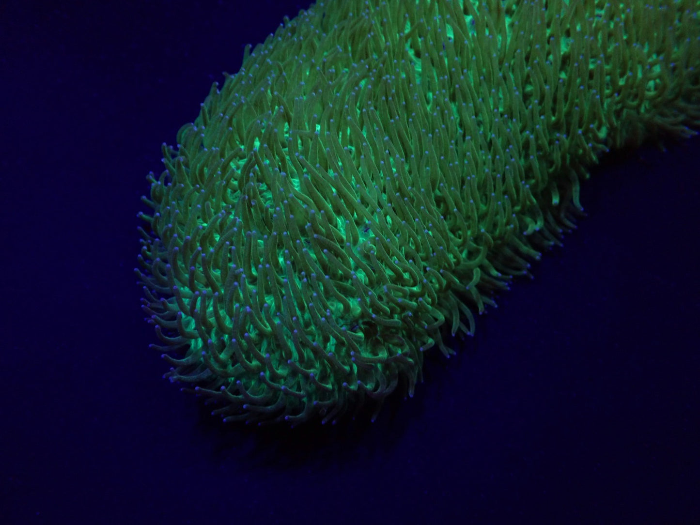 Polyphyllia talpina