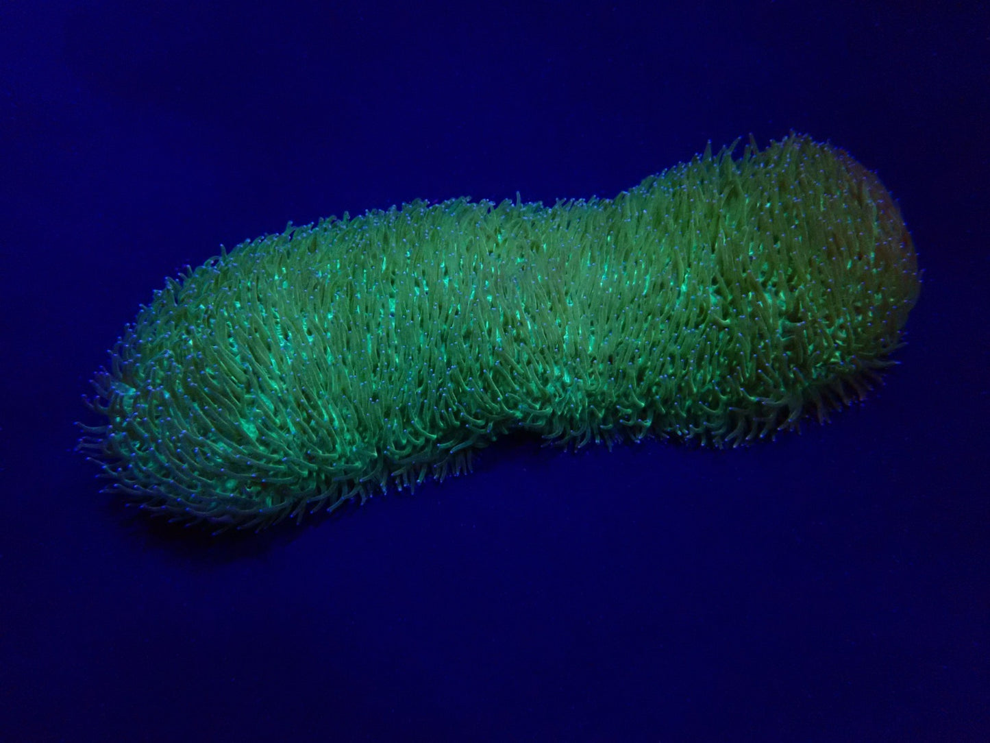 Polyphyllia talpina