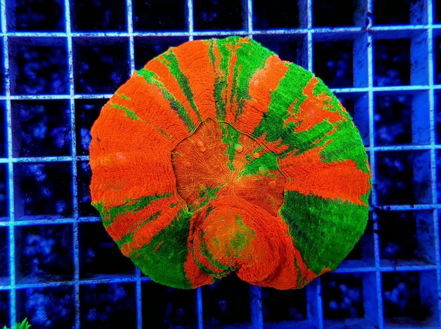 Scolymia australis (Bleeding Apple)