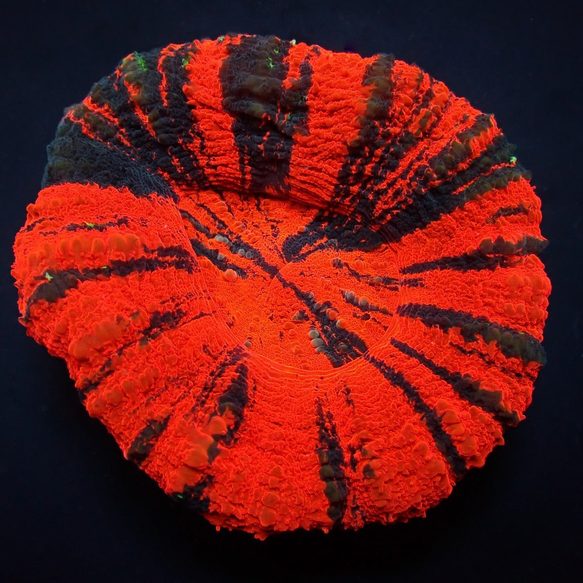 Scolymia australis (War Paint)