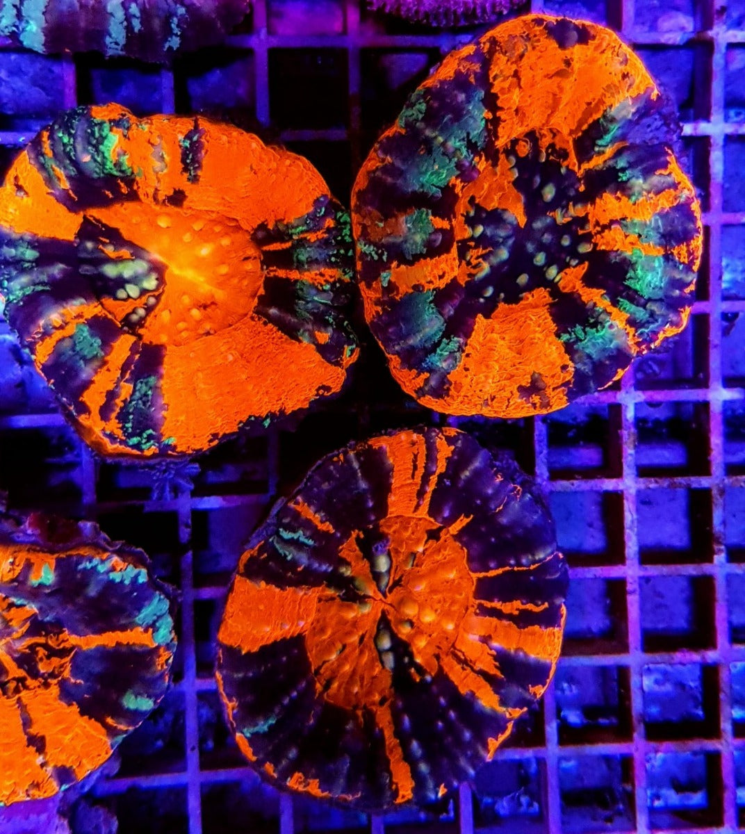Scolymia australis (War Paint)