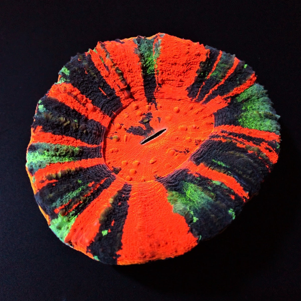 Scolymia australis (War Paint)