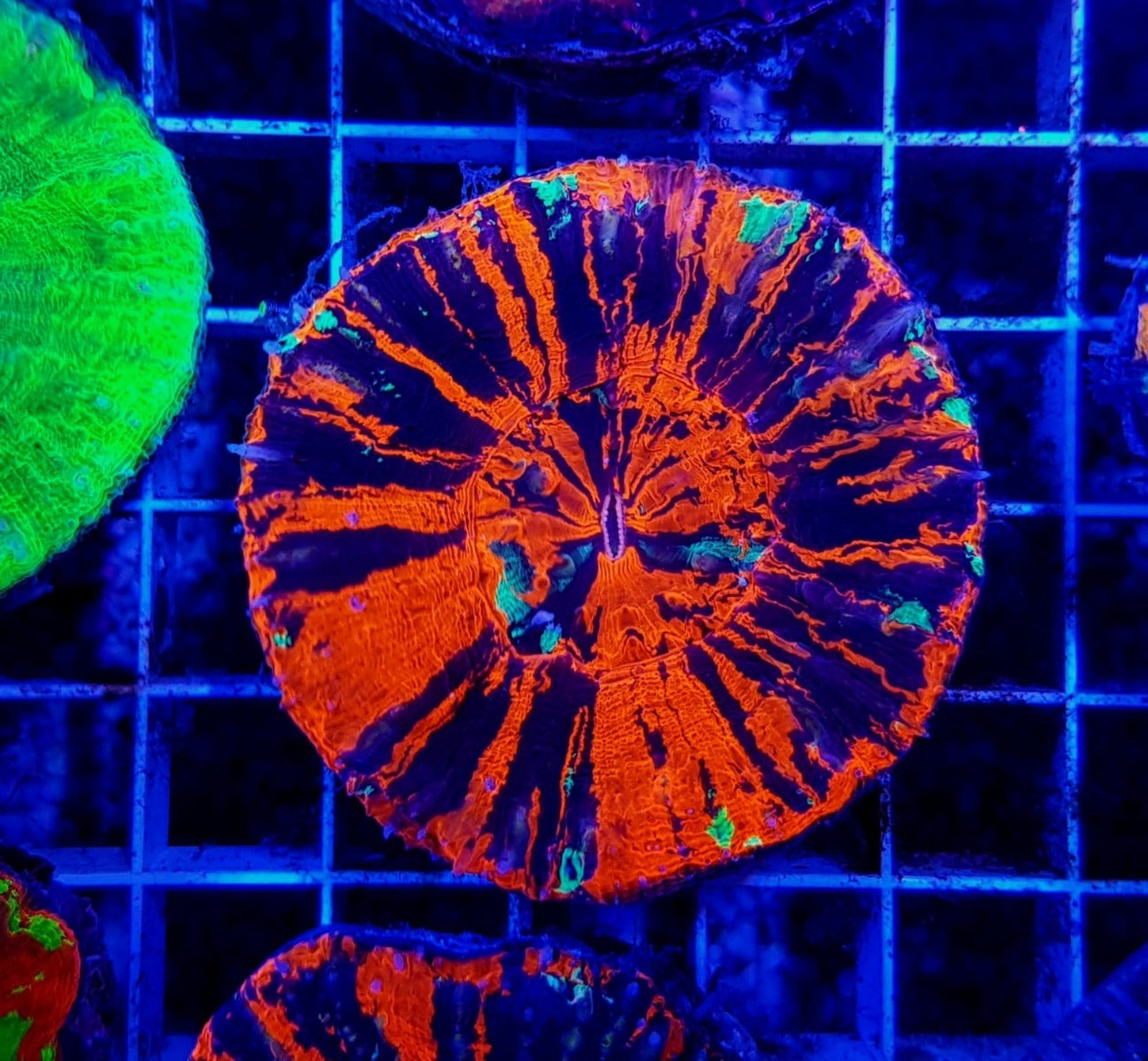 Scolymia australis (War Paint)