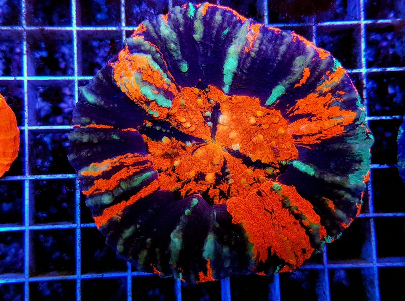 Scolymia australis (War Paint)