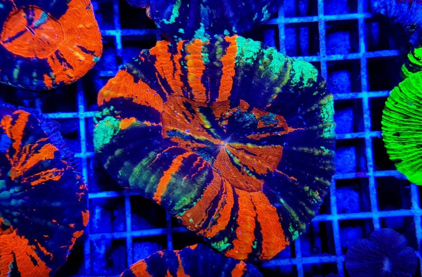 Scolymia australis (War Paint)