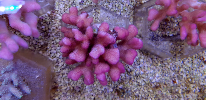 Stylophora pistillata (Tonga)