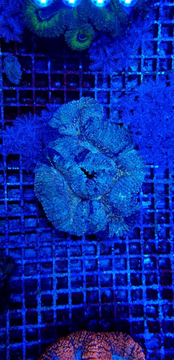 Symphyllia spp. (Orange-Red-Ultra)