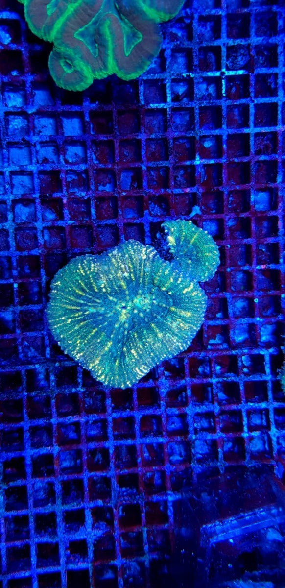 Symphyllia spp. (Orange-Red-Ultra)