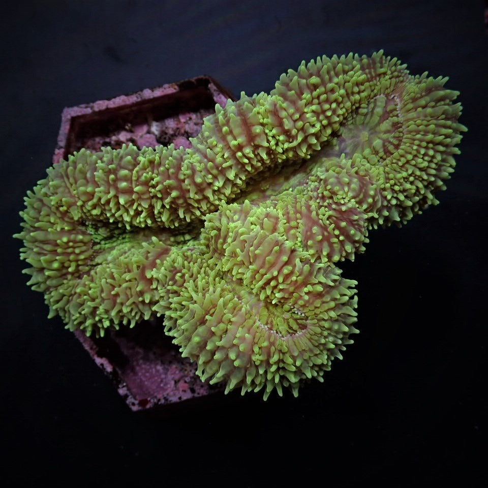 Symphyllia spp. (Orange-Red-Ultra)