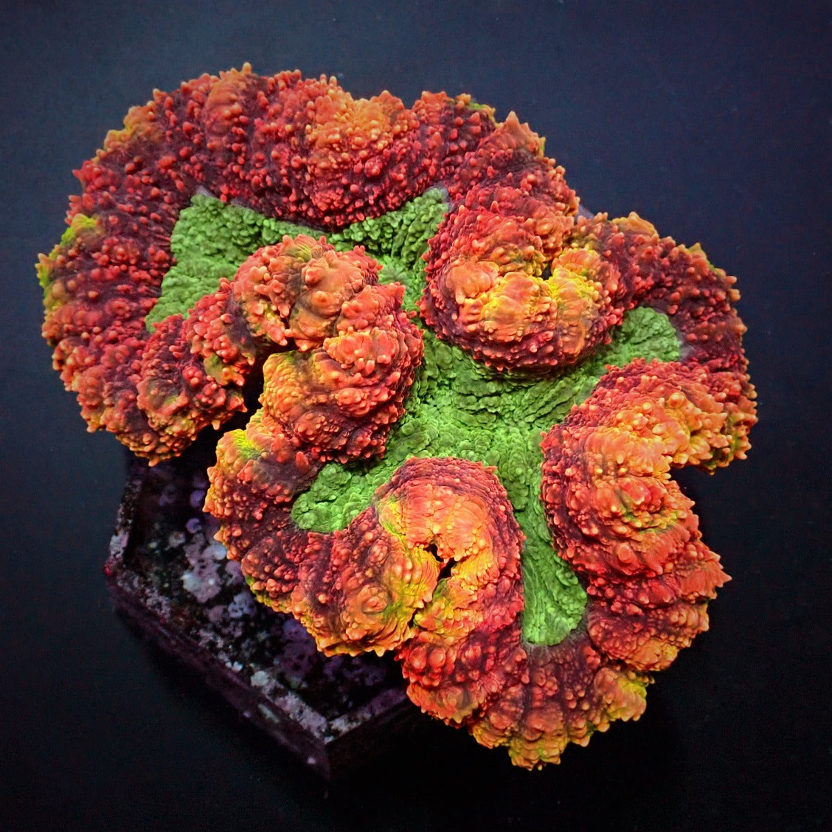Symphyllia (Rainbow)