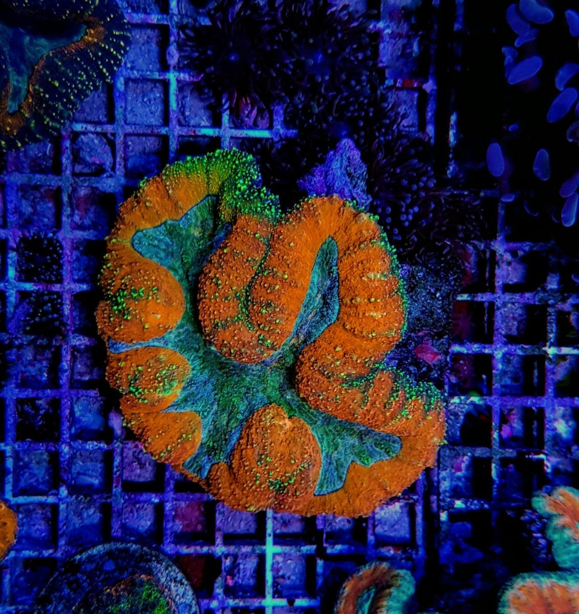Symphyllia (Rainbow)