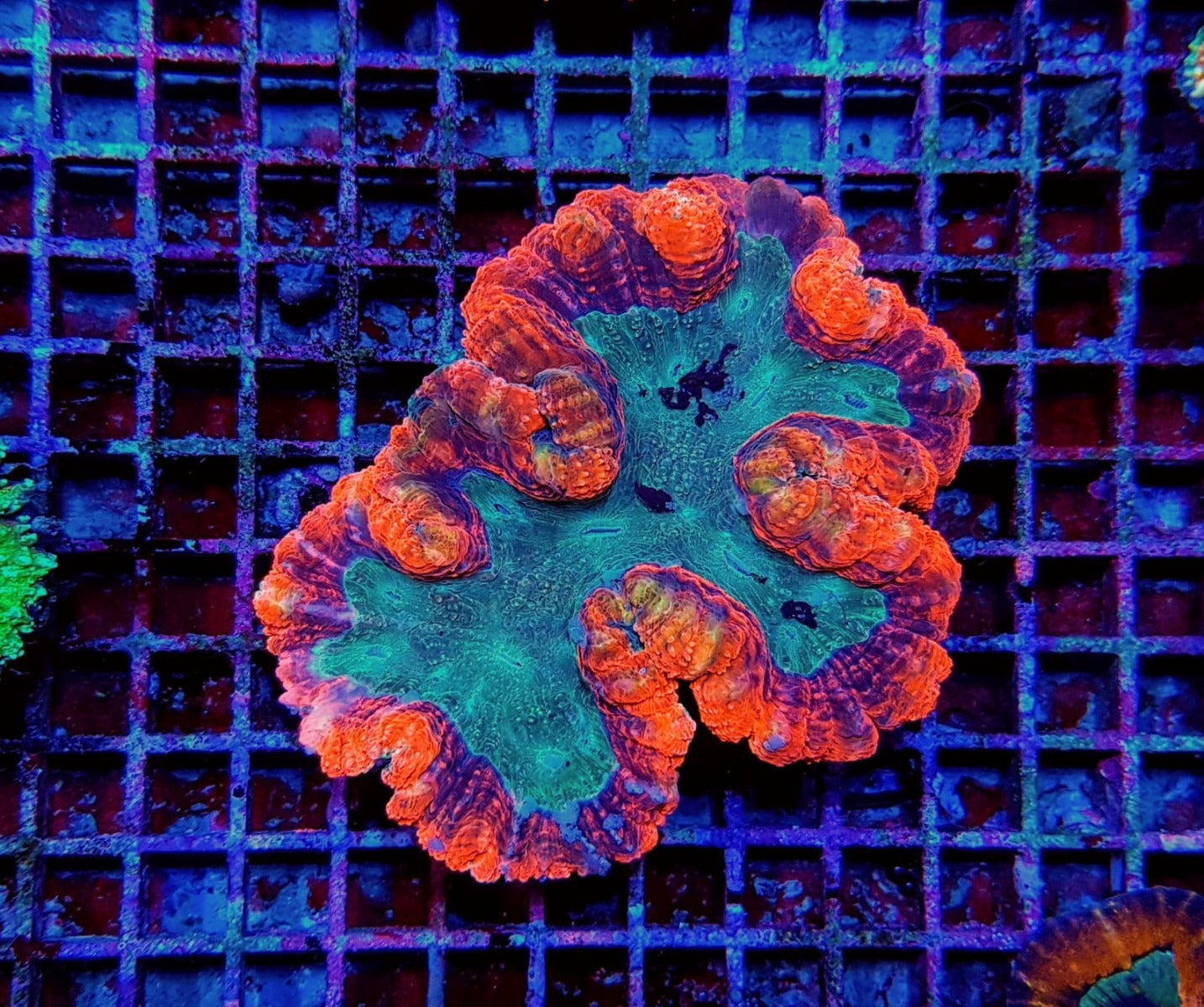 Symphyllia (Rainbow)