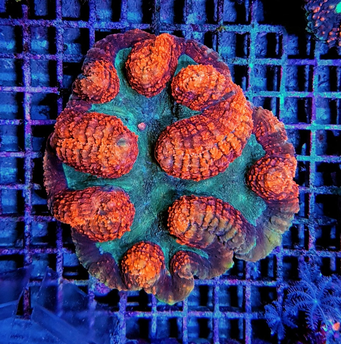 Symphyllia (Rainbow)