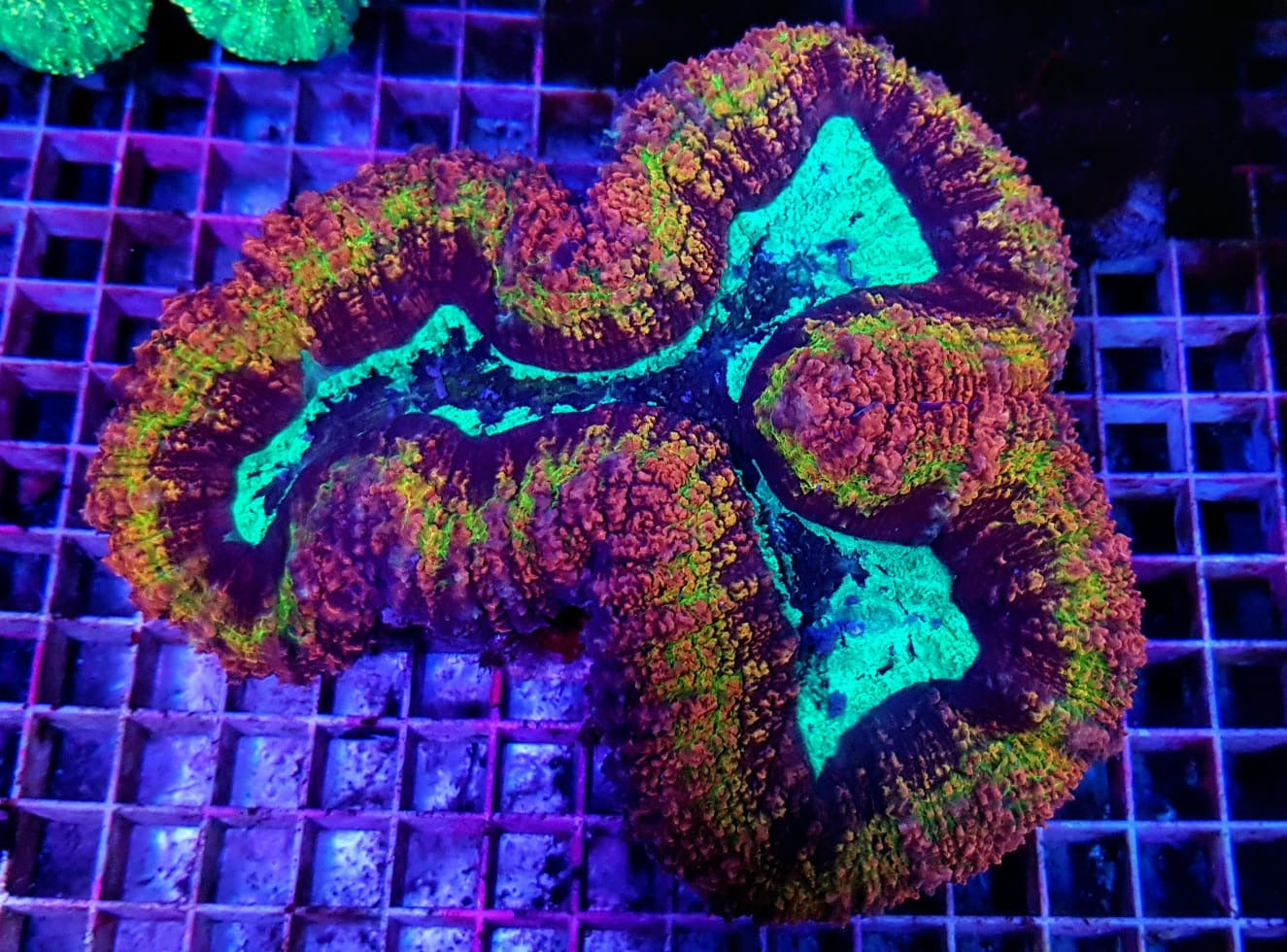 Symphyllia (Rainbow)