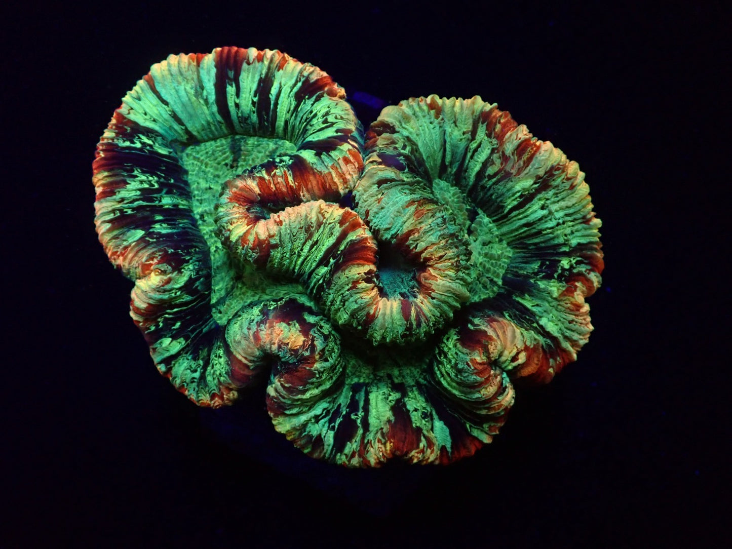 Trachyphyllia spp. (Rainbow)