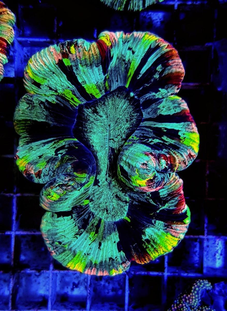 Trachyphyllia spp. (Rainbow)