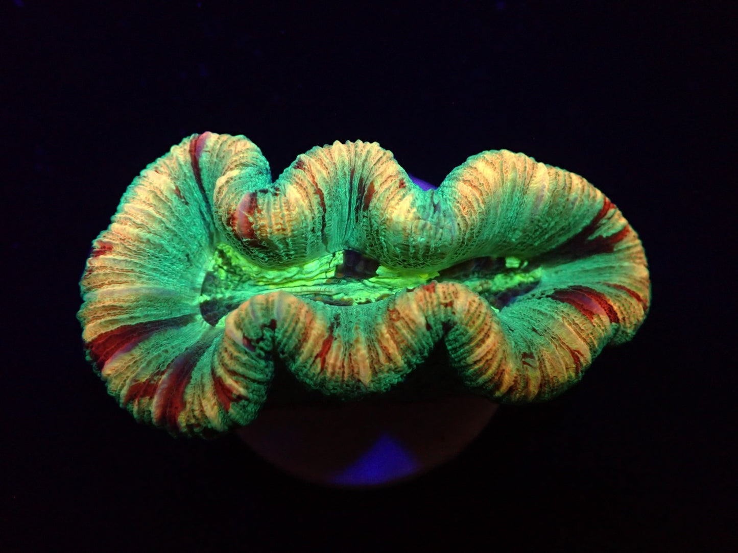 Trachyphyllia spp. (Rainbow)