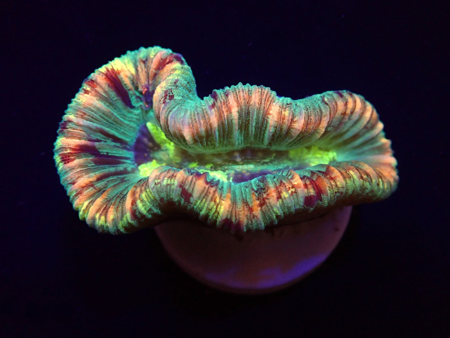 Trachyphyllia spp. (Rainbow)
