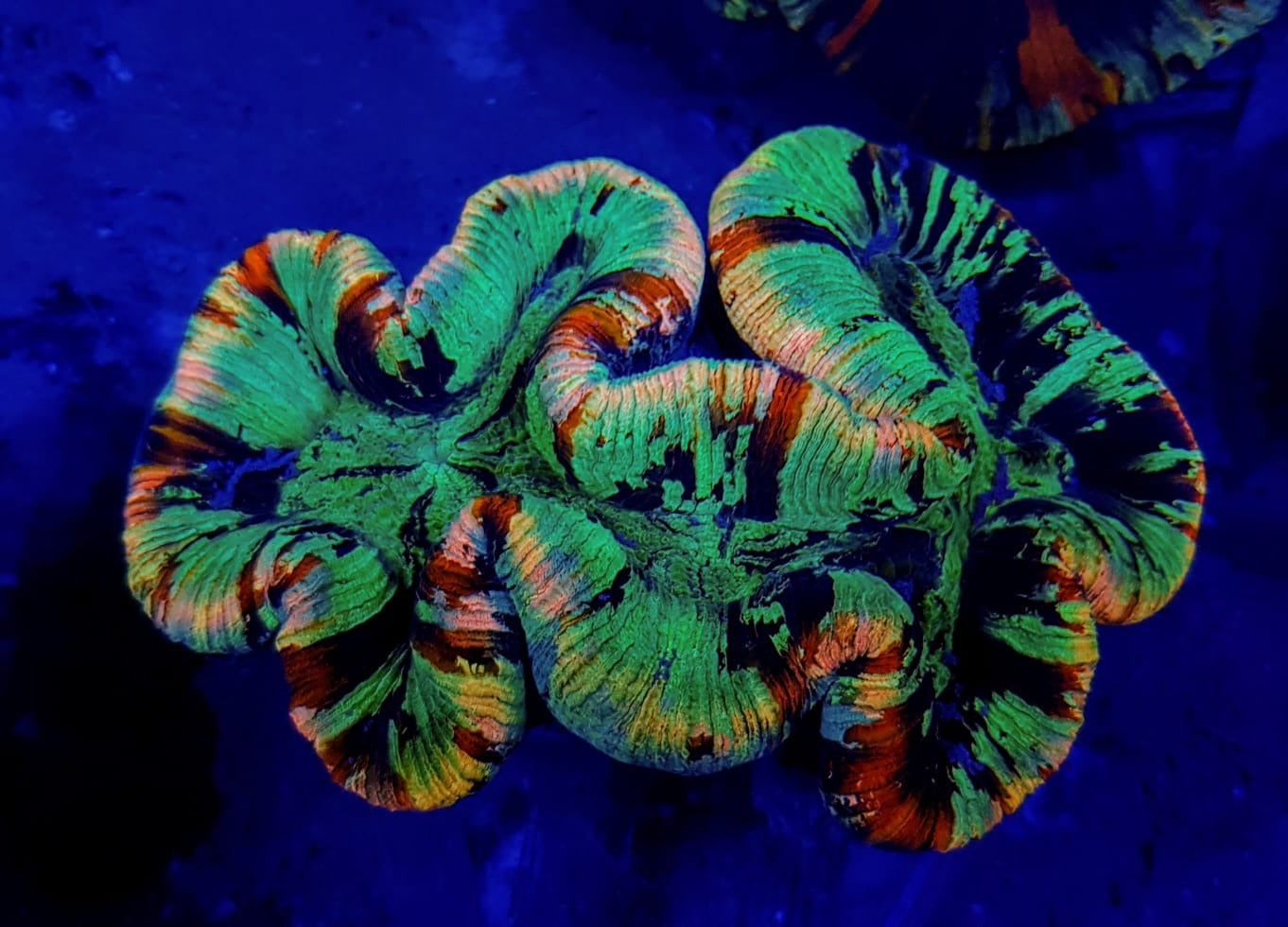 Trachyphyllia spp. (Rainbow)