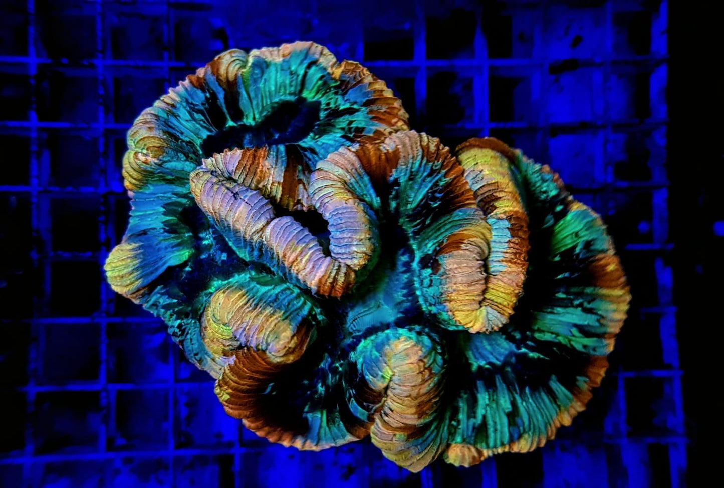 Trachyphyllia spp. (Rainbow)